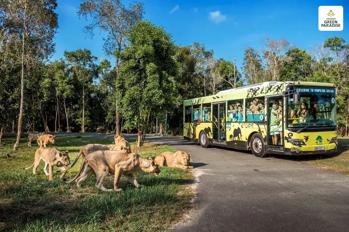 Việc ngồi xe điện trải nghiệm giữa Safari giúp thu hút du khách quốc tế đến Vin Cần Giờ